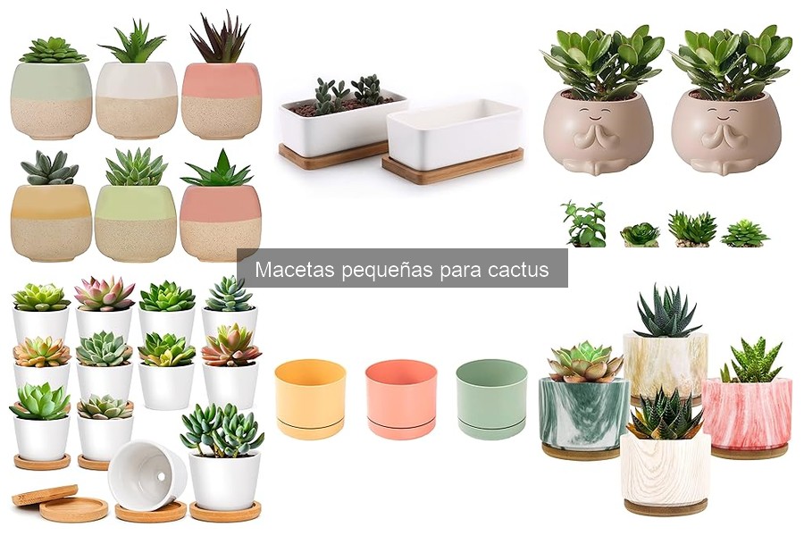 Ventajas de usar macetas pequeñas para cactus en interiores