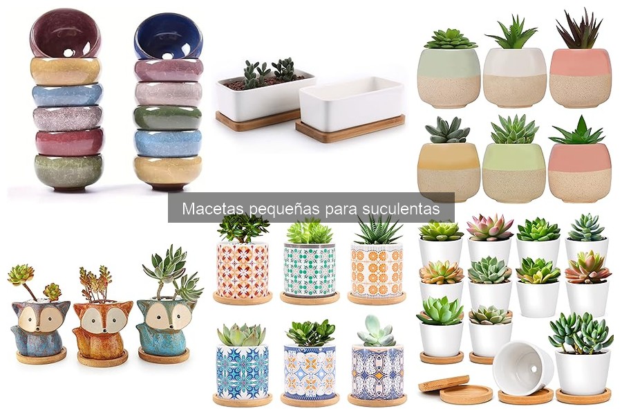 Ventajas de usar macetas pequeñas para suculentas