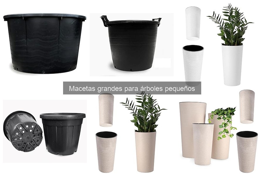 Ventajas y desventajas de las macetas grandes para árboles pequeños