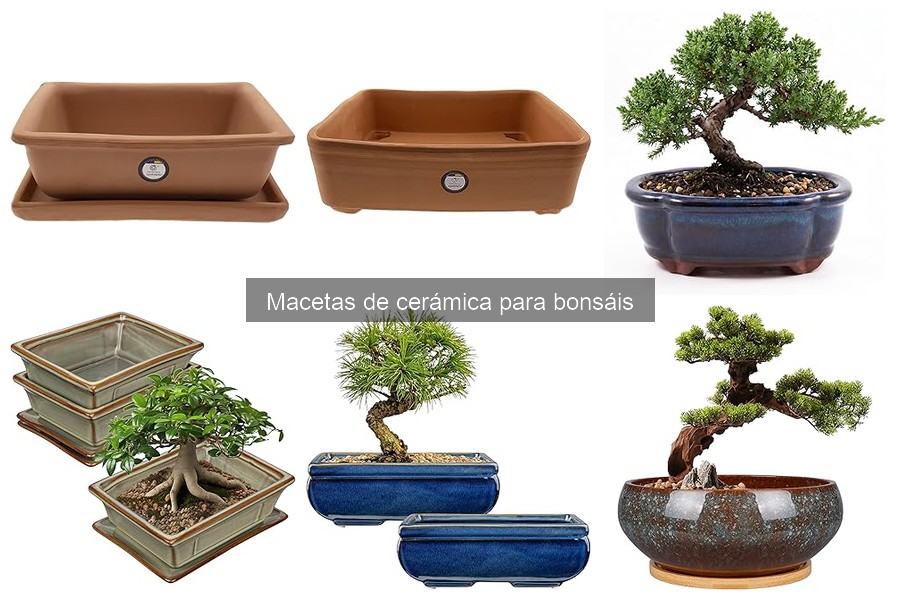 Ventajas y Desventajas de Macetas de Cerámica para Bonsáis